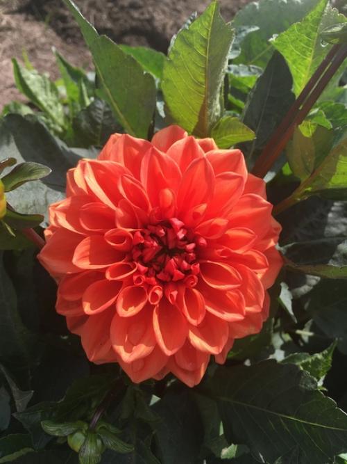 Здравствуйте, подскажите пожалуйста, что это за сорта и какие названия у георгина? 01