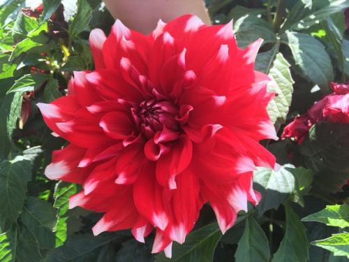 Здравствуйте, подскажите пожалуйста, что это за сорта и какие названия у георгина? 02