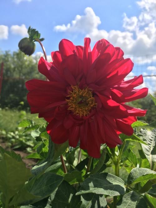 Здравствуйте, подскажите пожалуйста, что это за сорта и какие названия у георгина? 05