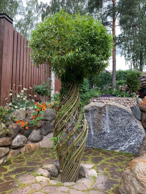 Плетёные живые деревья. 02