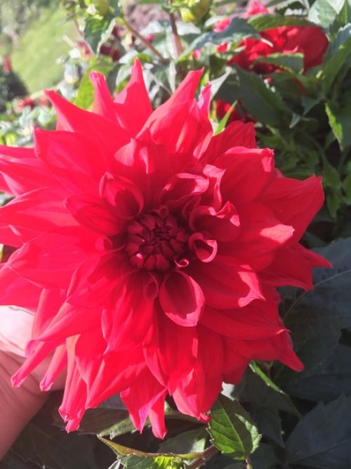 Здравствуйте, подскажите пожалуйста, что это за сорта и какие названия у георгина? 03