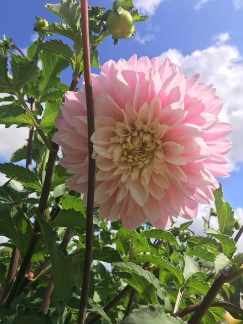 Здравствуйте, подскажите пожалуйста, что это за сорта и какие названия у георгина?