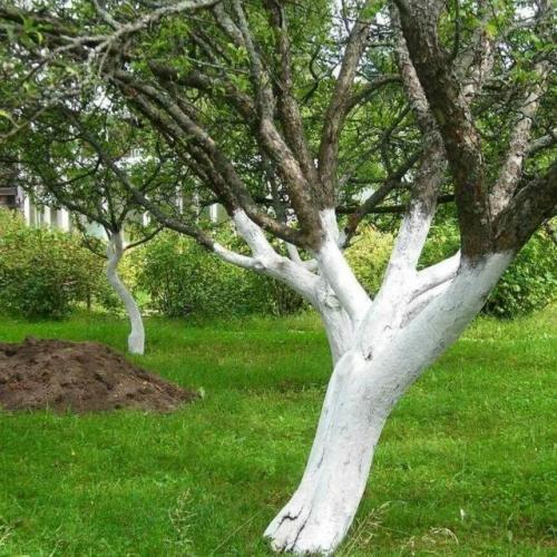 Рецепт от опытного садовода: одна обработка - защита на весь год! 
