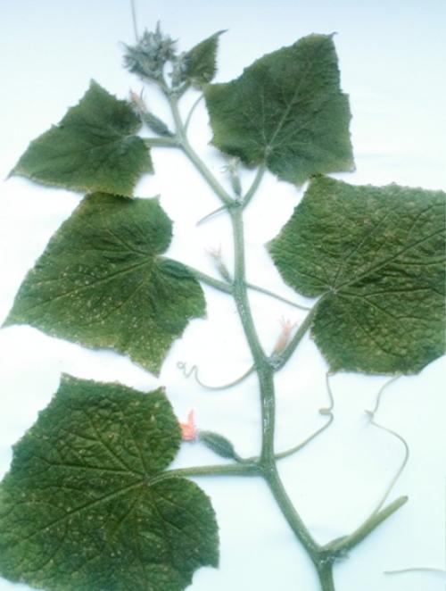 Прошу подсказать что это - мозаика, серая гниль или недостаток калия?