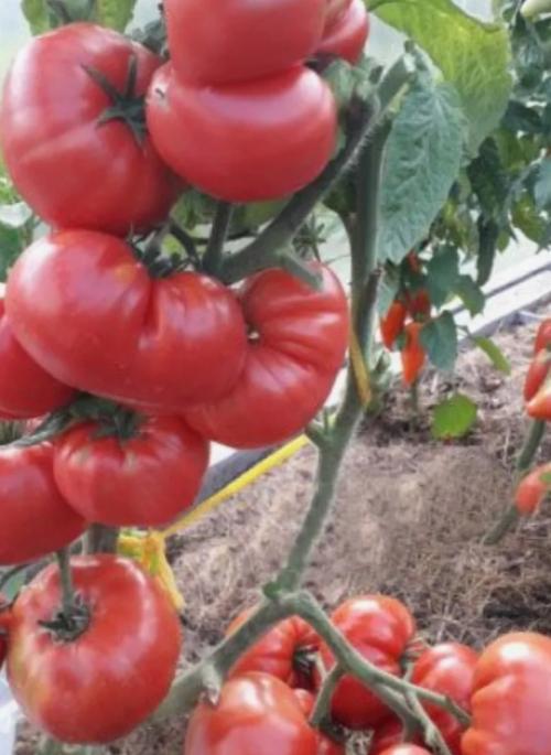 Тройка наименее требовательных к уходу сортов помидоров, идеально подходящих для загородного участка. 02