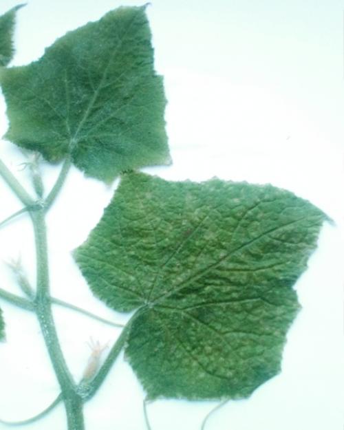 Прошу подсказать что это - мозаика, серая гниль или недостаток калия? 02