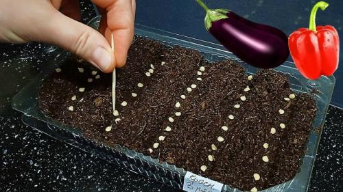 Ранняя посадка рассады - не гарантия богатого урожая.  