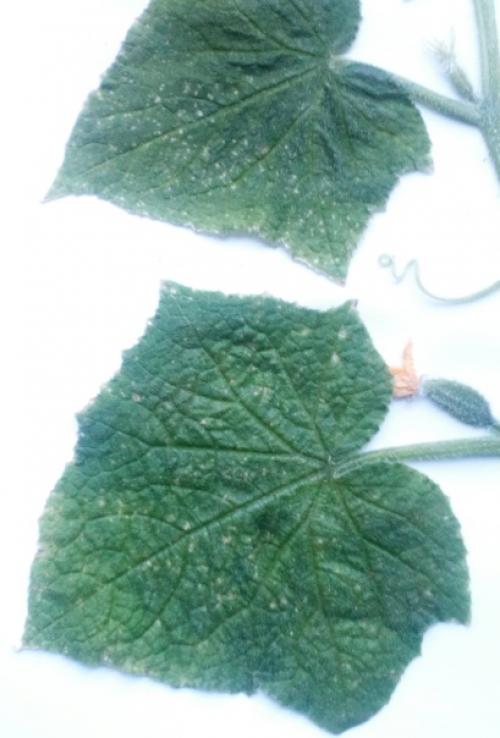 Прошу подсказать что это - мозаика, серая гниль или недостаток калия? 01