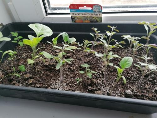 Дорогие огородники, подскажите в чем дело! 02