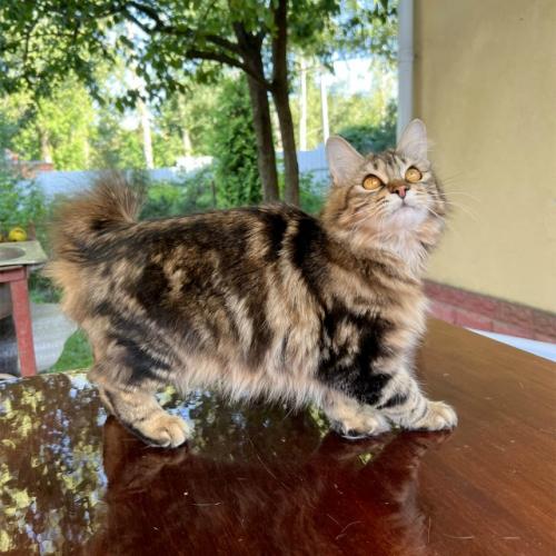 Для успешной борьбы с грызунами выбирайте кошек, чьи природные охотничьи задатки выражены наиболее ярко. 02