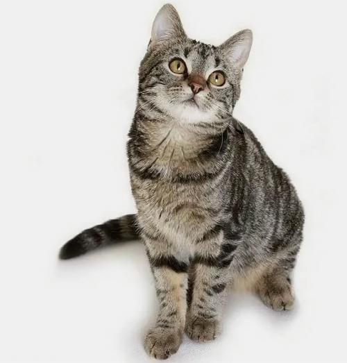 Для успешной борьбы с грызунами выбирайте кошек, чьи природные охотничьи задатки выражены наиболее ярко. 05