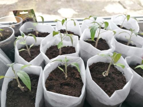 Дорогие огородники, подскажите в чем дело! 03