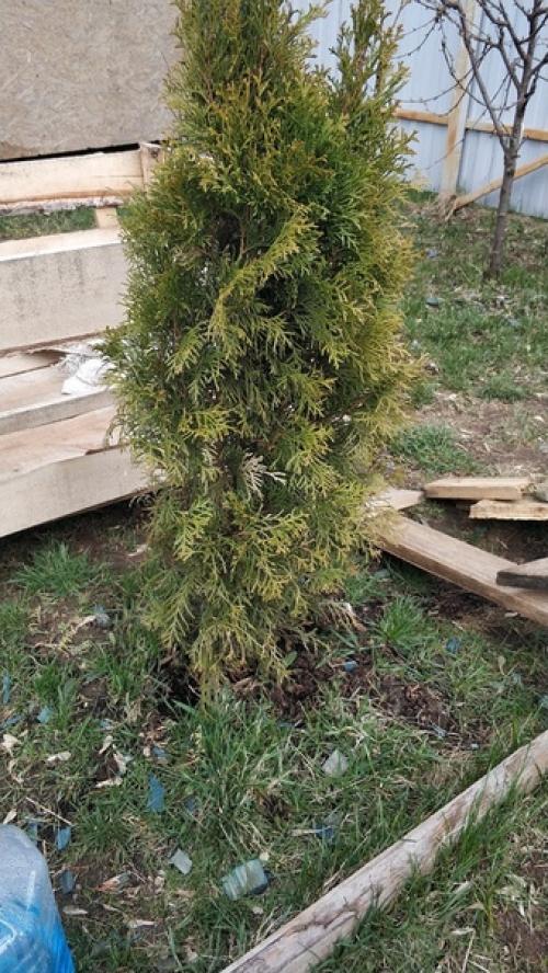 Здравствуйте!  Подскажите что происходит с туями? 02