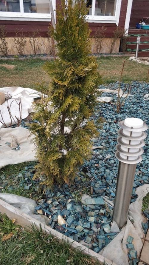 Здравствуйте!  Подскажите что происходит с туями? 03