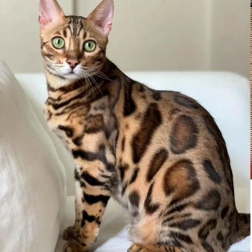 Для успешной борьбы с грызунами выбирайте кошек, чьи природные охотничьи задатки выражены наиболее ярко. 04