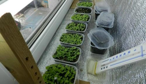 Чтобы предотвратить вытягивание и слабость молодых растений, вам поможет обычная фольга. 
