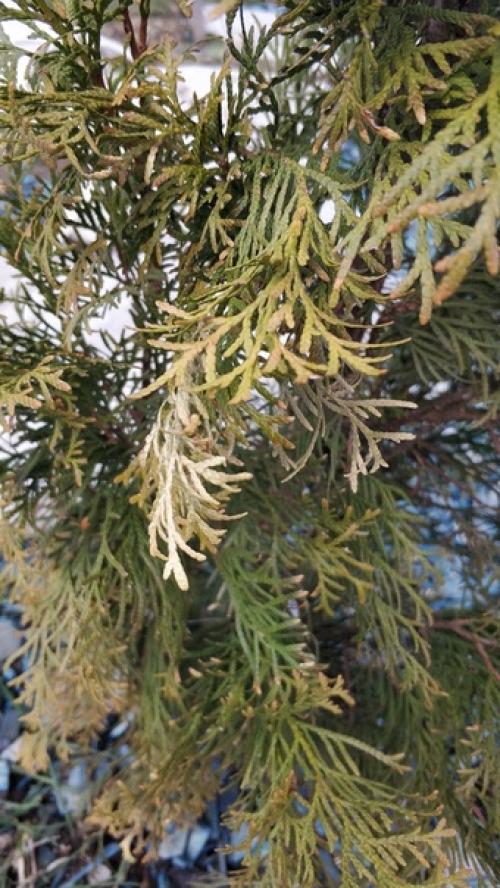 Здравствуйте!  Подскажите что происходит с туями? 04