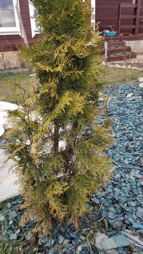 Здравствуйте!  Подскажите что происходит с туями? 06