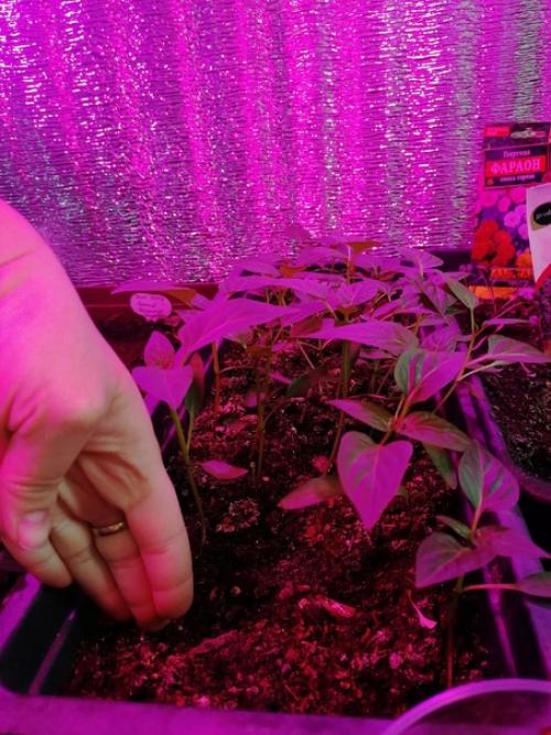 Дорогие огородники, подскажите в чем дело! 01