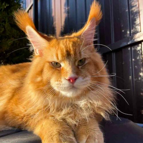 Для успешной борьбы с грызунами выбирайте кошек, чьи природные охотничьи задатки выражены наиболее ярко.  