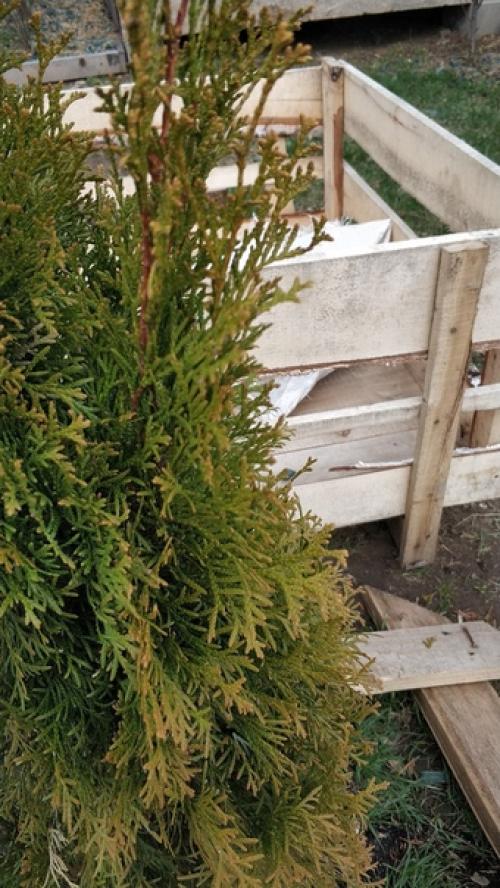 Здравствуйте!  Подскажите что происходит с туями?