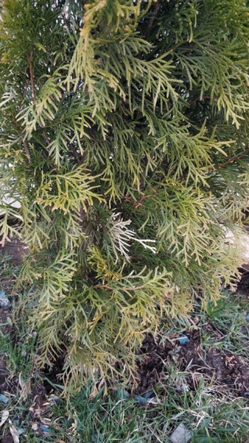 Здравствуйте!  Подскажите что происходит с туями? 01