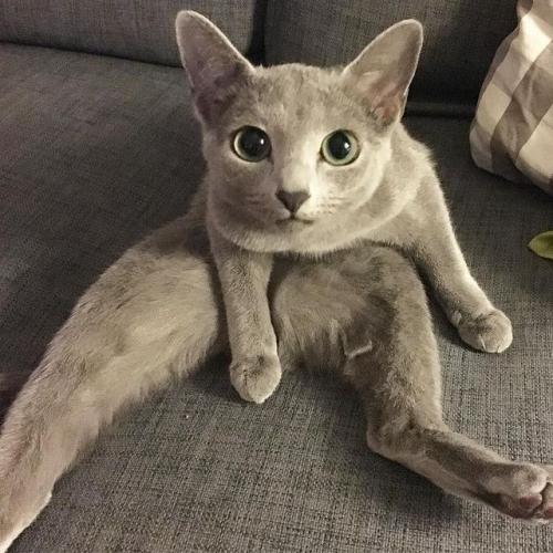 Для успешной борьбы с грызунами выбирайте кошек, чьи природные охотничьи задатки выражены наиболее ярко. 06