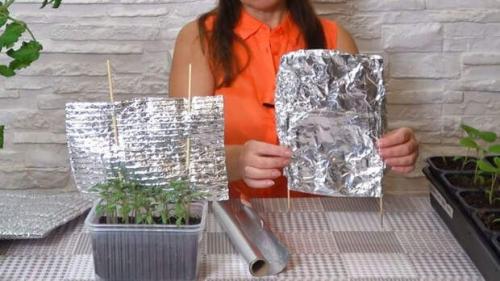 Чтобы предотвратить вытягивание и слабость молодых растений, вам поможет обычная фольга. 02