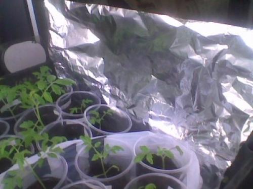 Чтобы предотвратить вытягивание и слабость молодых растений, вам поможет обычная фольга. 01
