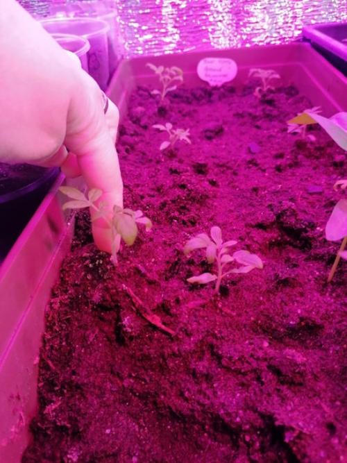 Дорогие огородники, подскажите в чем дело!