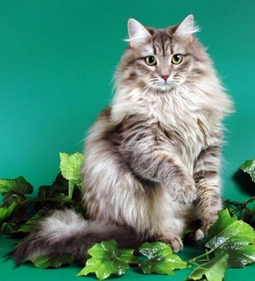 Для успешной борьбы с грызунами выбирайте кошек, чьи природные охотничьи задатки выражены наиболее ярко. 01