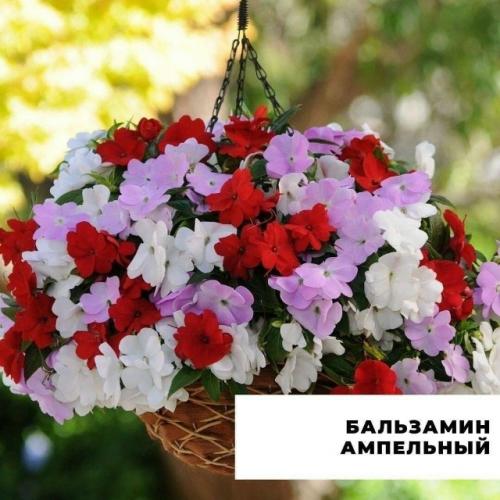 Подыскиваете альтернативу петунии? 04