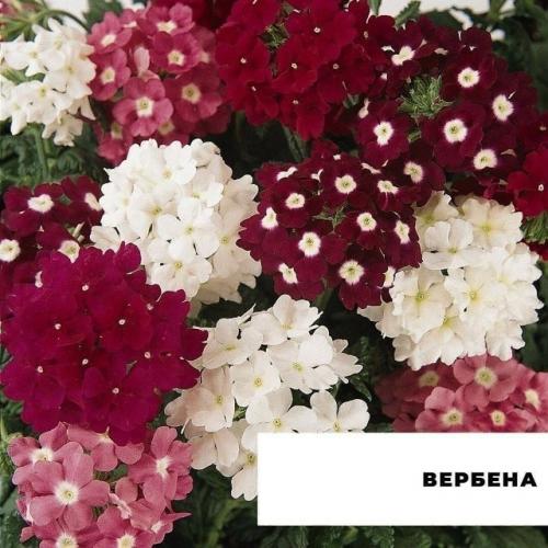 Подыскиваете альтернативу петунии? 01