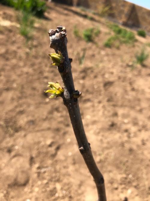 Осенью посадил 2 саженца катальпы. 01