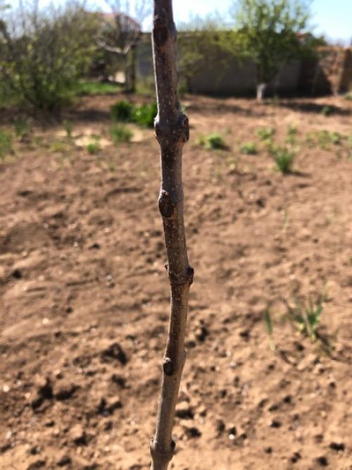 Осенью посадил 2 саженца катальпы.