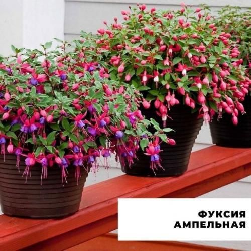 Подыскиваете альтернативу петунии? 03