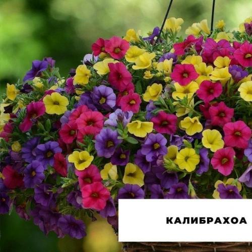 Подыскиваете альтернативу петунии?  