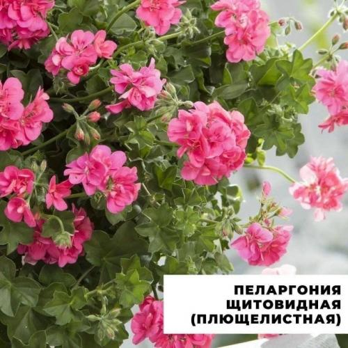 Подыскиваете альтернативу петунии? 02