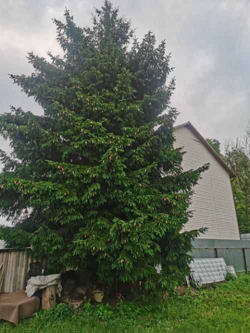 Здравствуйте.  Опытом спиливания высокой ёлки собственными силами поделитесь. 01