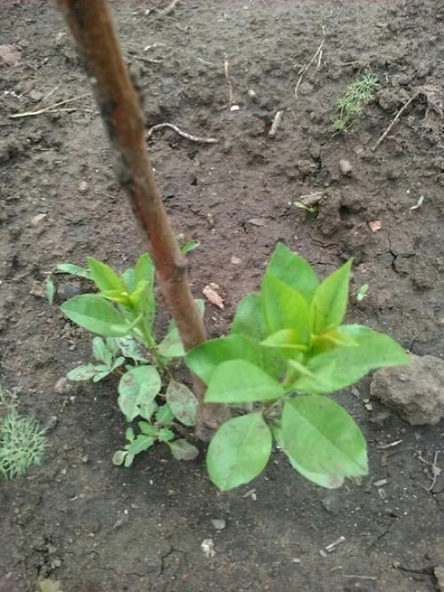 Прислали мне значит полусухой саженец персика, пыталась его реанимировать, но он всё же не ожил. 01