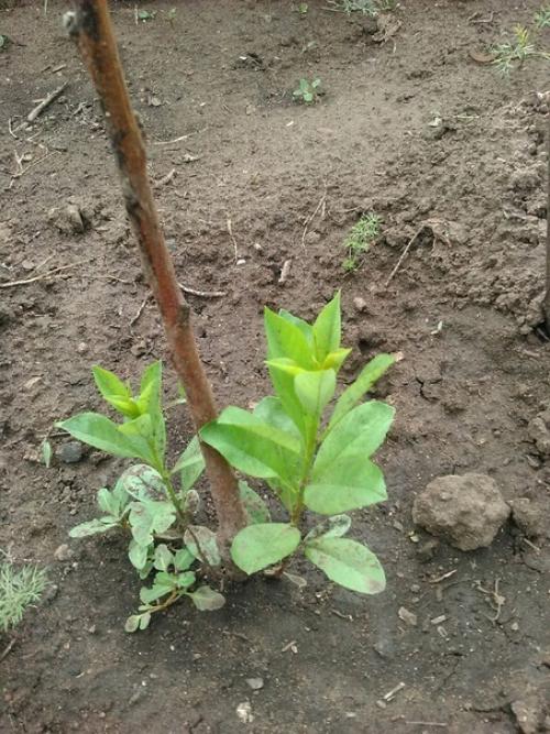 Прислали мне значит полусухой саженец персика, пыталась его реанимировать, но он всё же не ожил. 02
