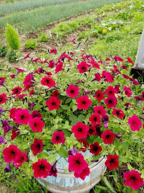 Прислала участница сообщества. 02