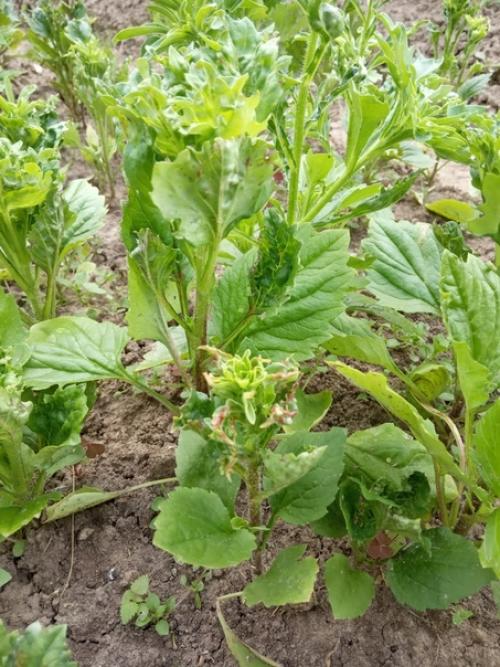 Здравствуйте, подскажите что с астрами. 4. 02