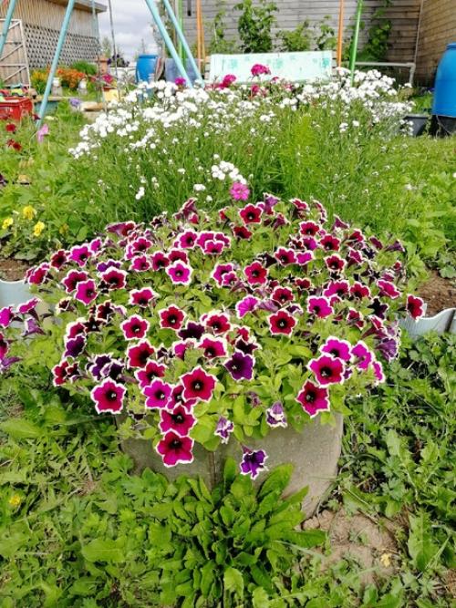 Прислала участница сообщества.