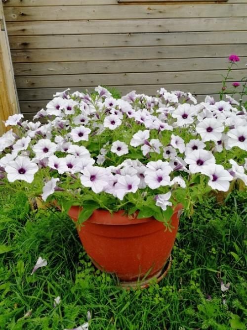 Прислала участница сообщества. 01