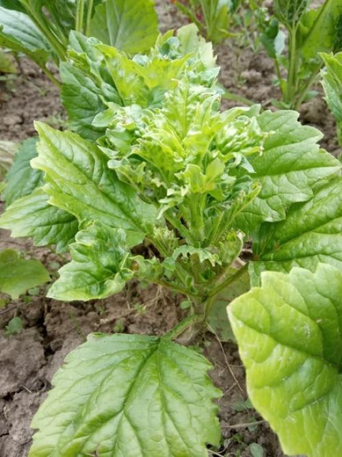 Здравствуйте, подскажите что с астрами. 4. 01