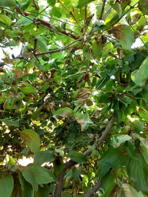 Подскажите пожалуйста, знатоки, что за напасть? 02