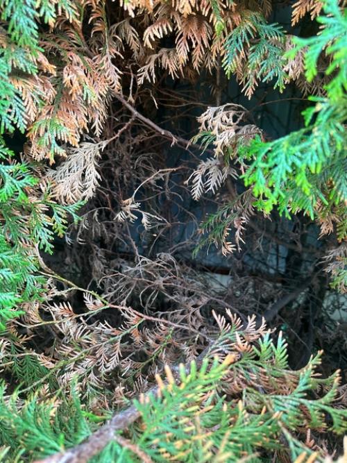 Здравствуйте всем!  Подскажите пожалуйста, может кто разбирается? 06