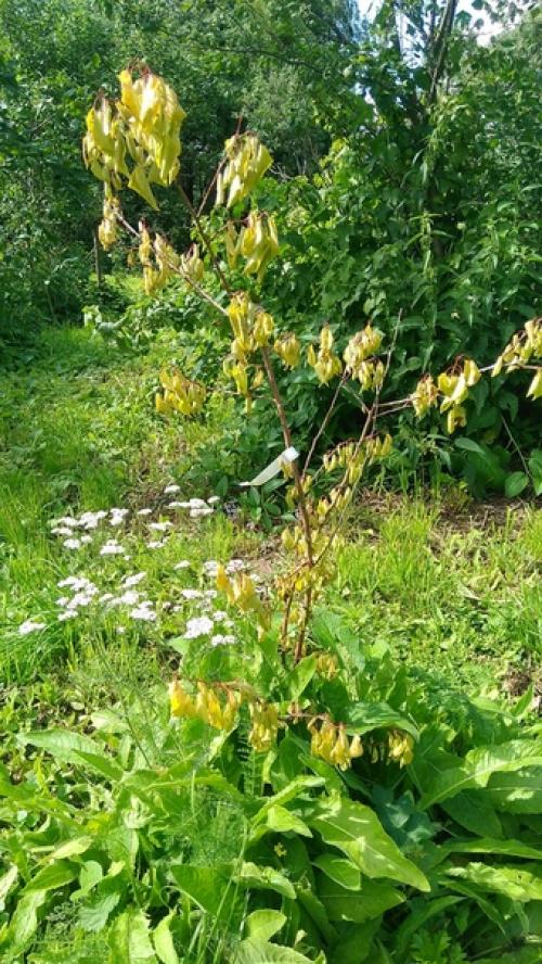 Добрый день!  Подскажите пожалуйста, что делать с абрикосовы м деревом? 03