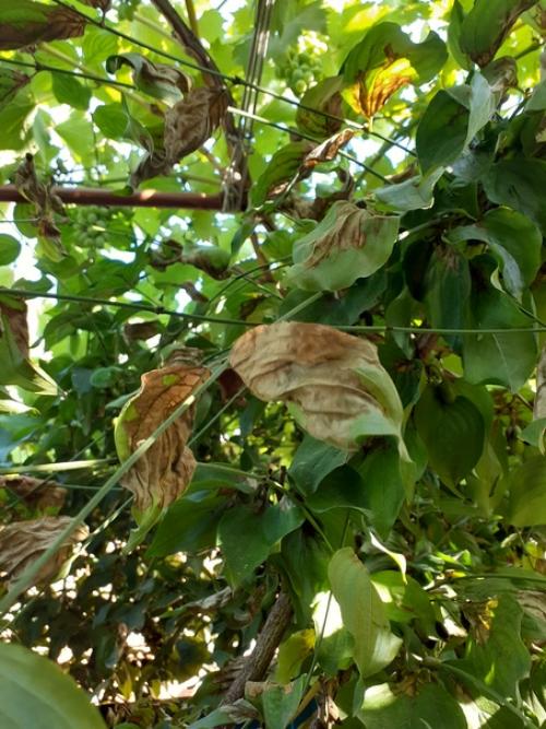 Подскажите пожалуйста, знатоки, что за напасть? 01